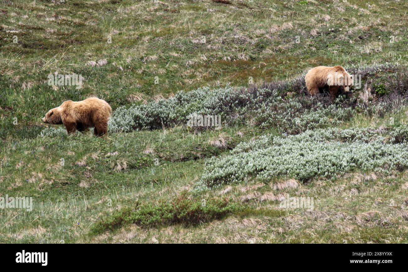 brown bear, grizzly bear, grizzly (Ursus arctos horribilis), Two adult bears in a meadow., USA, Alaska Stock Photo