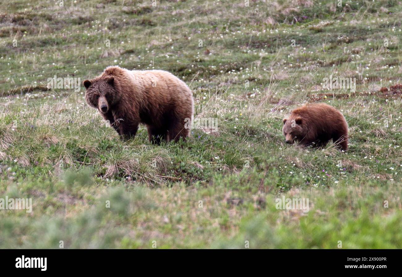brown bear, grizzly bear, grizzly (Ursus arctos horribilis), female with her cub, USA, Alaska Stock Photo