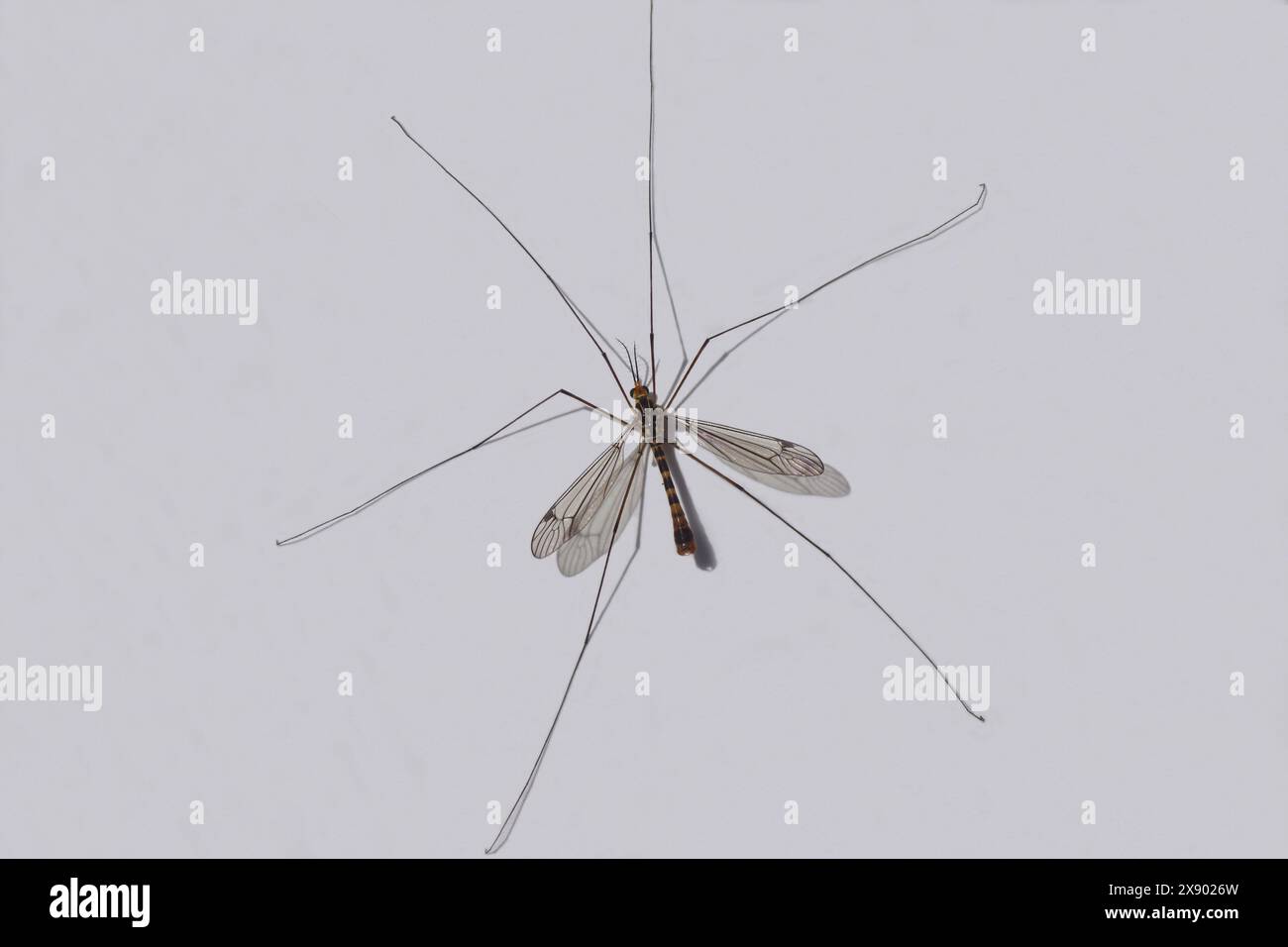 Male crane fly Nephrotoma flavipalpis, family Tipulidae on a white background. Spring, May. Netherlands Stock Photo