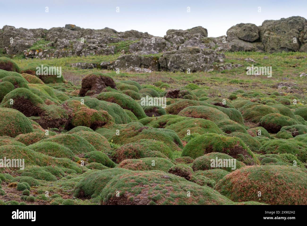 skomer island unusual raised moss covered mounds in foreground old stone wall in background landscape late spring season Stock Photo