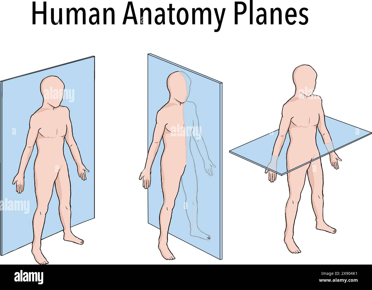 Anatomical planes of section, showing sagittal, coronal and transverse planes through a male body. Created in Adobe Illustrator. Contains transparent Stock Vector