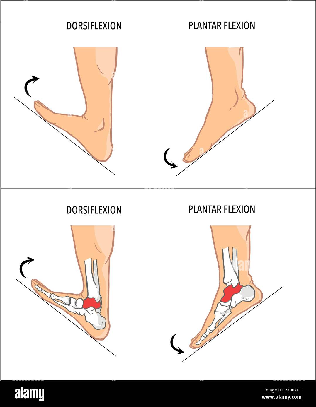 Plantar Flexion Plantar Flexion plantar Flexion 