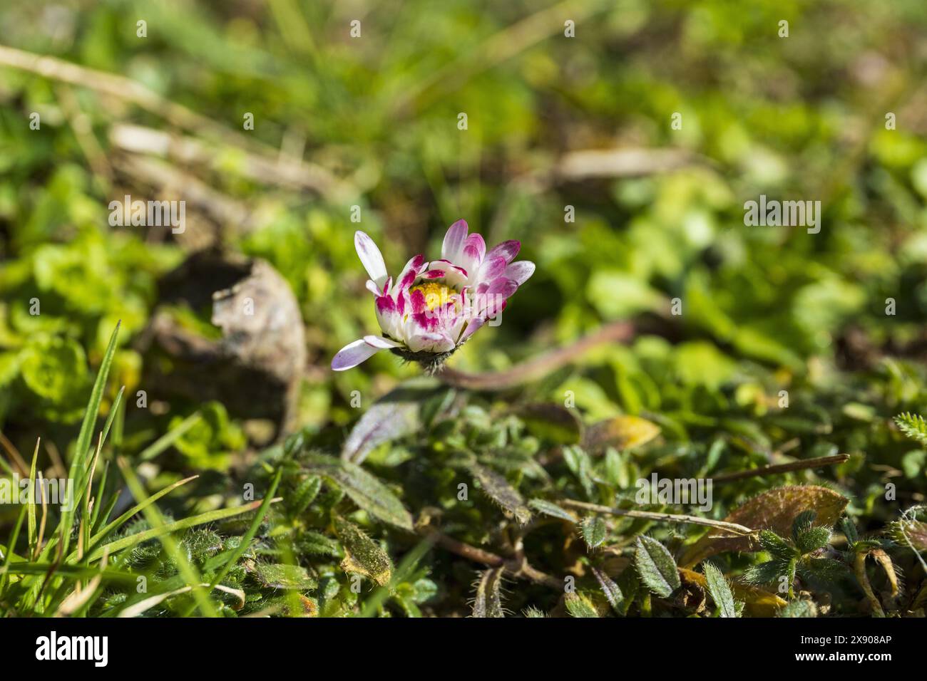 Purple and white daisy flower on a stem on a green grass background, botanical macro photography Stock Photo