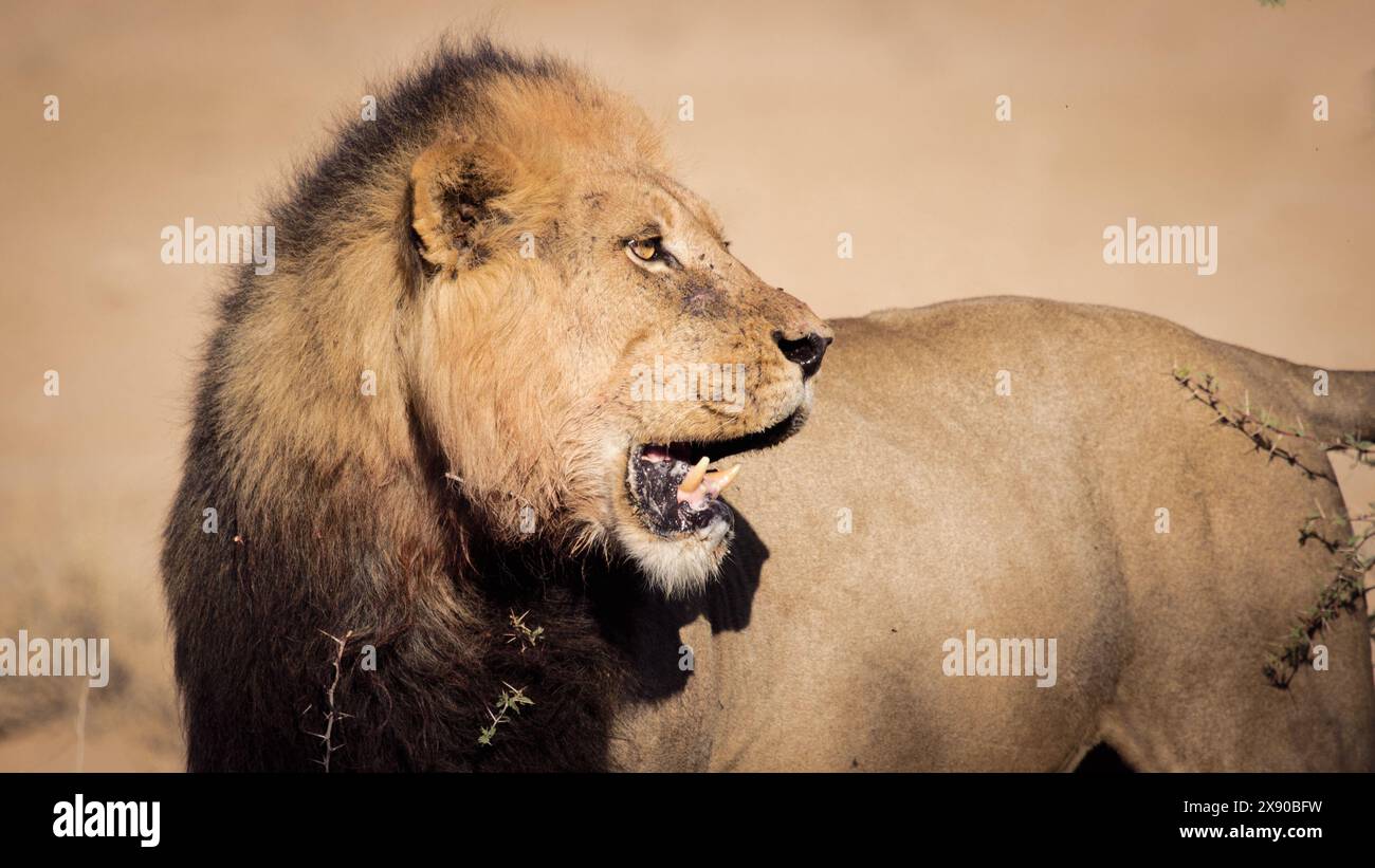 The Kalahari lion, its black mane framing a regal countenance, gazes across the endless dunes—a symbol of pride and dominance in the arid wilderness Stock Photo