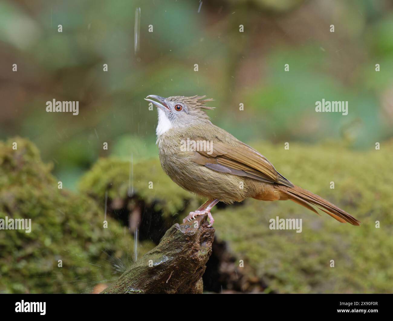 Penan Bulbul Alophoixus ruficrissus Sabah, Malaysia, Borneo, SE Asia BI040377 Stock Photo