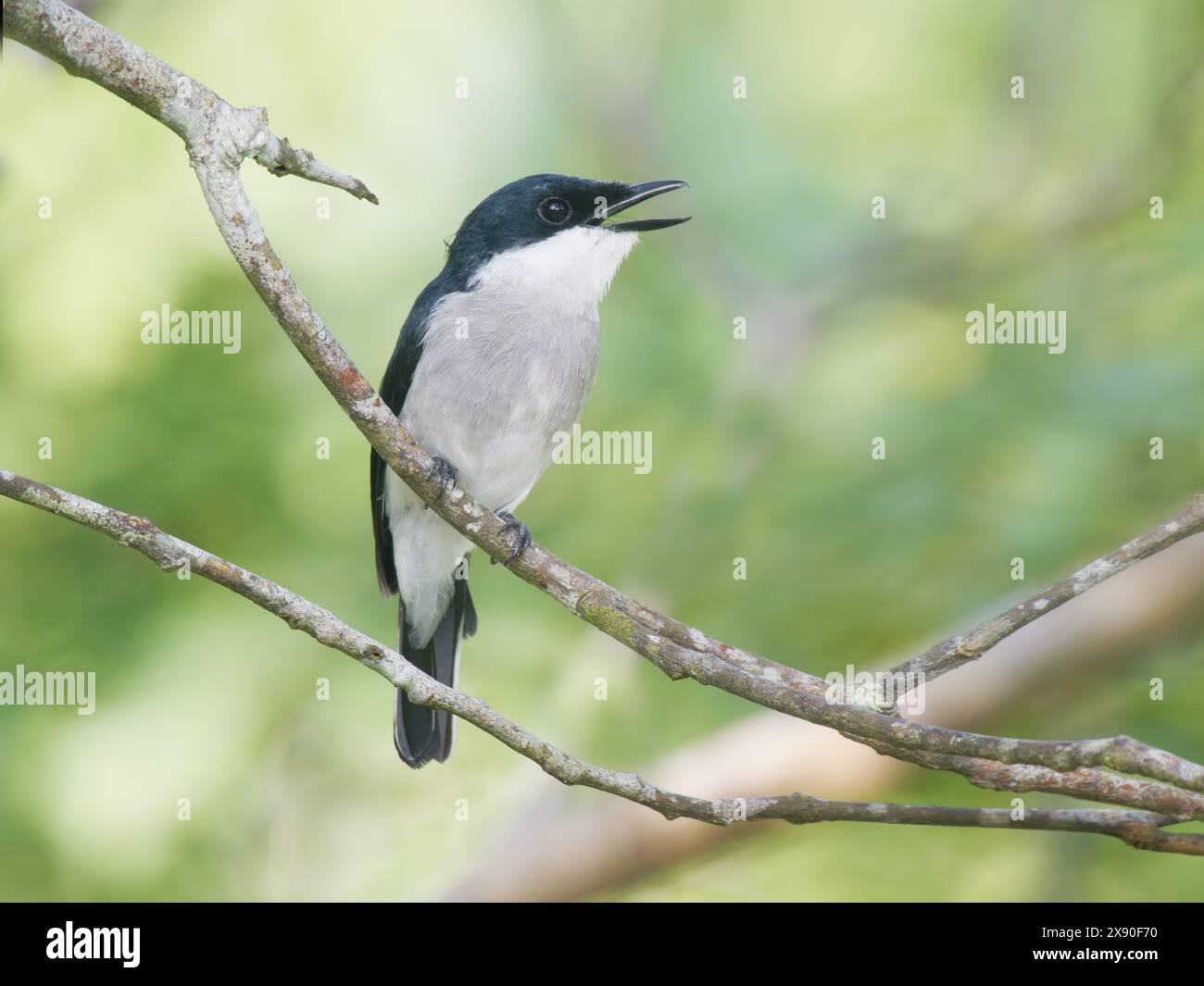 Black Winged Shrike Flycatcher male singing Hemipus hirundinaceus Sabah, Malaysia, Borneo, SE Asia BI040470 Stock Photo