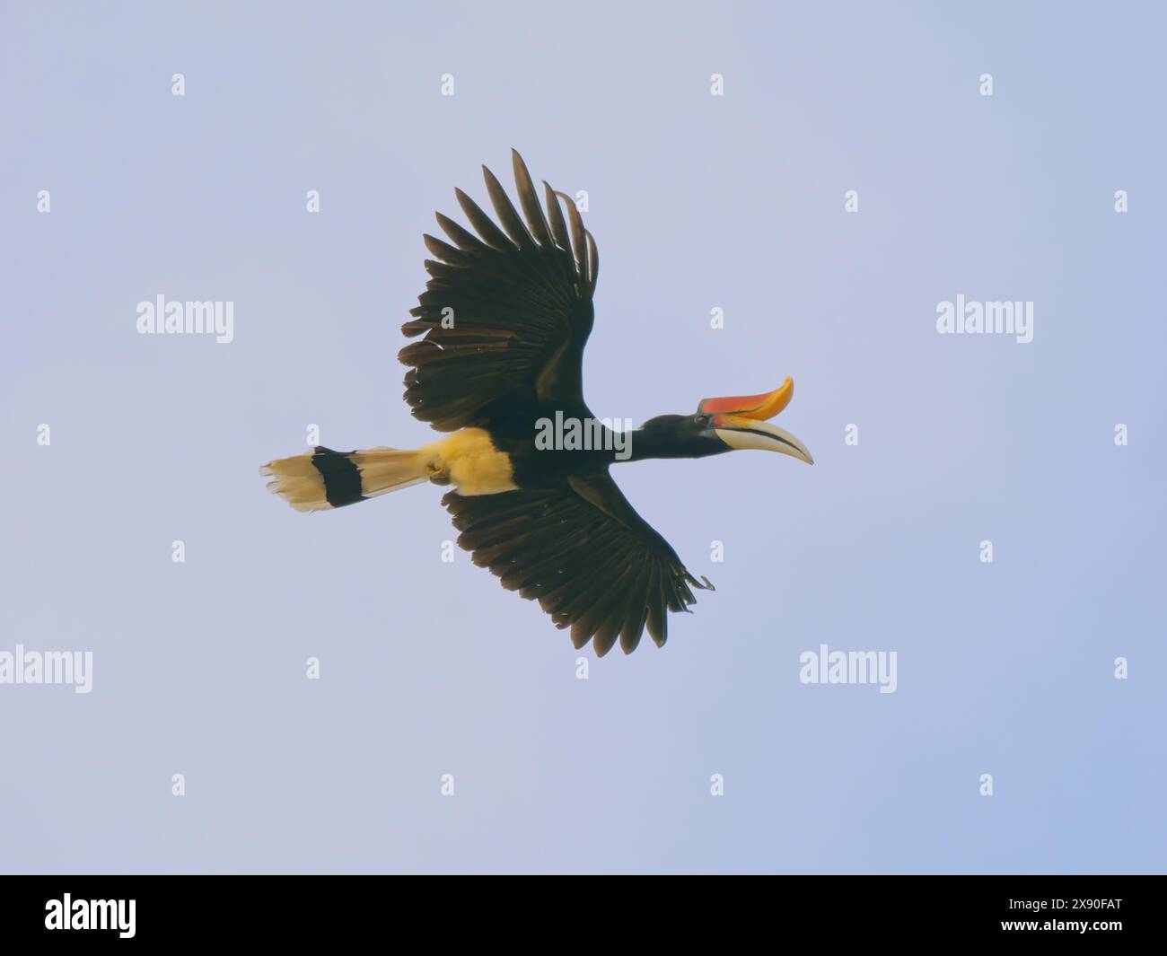 Rhinocerous Hornbill in flight Buceros rhinoceros Sabah, Malaysia