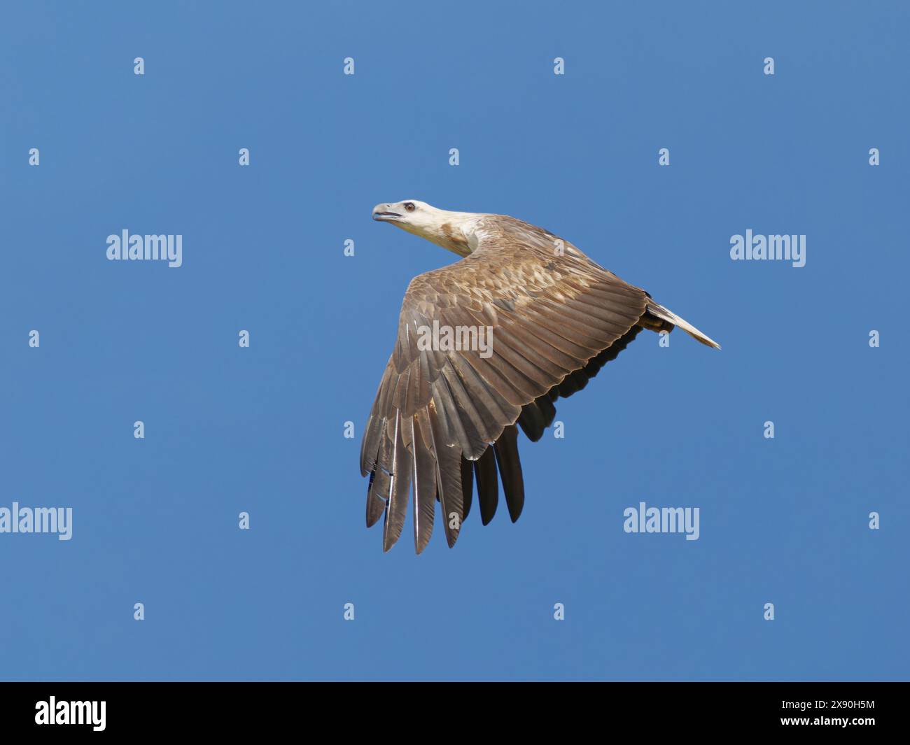 White Bellied Sea Eagle in flight Haliaeetus leucogaster Sabah ...