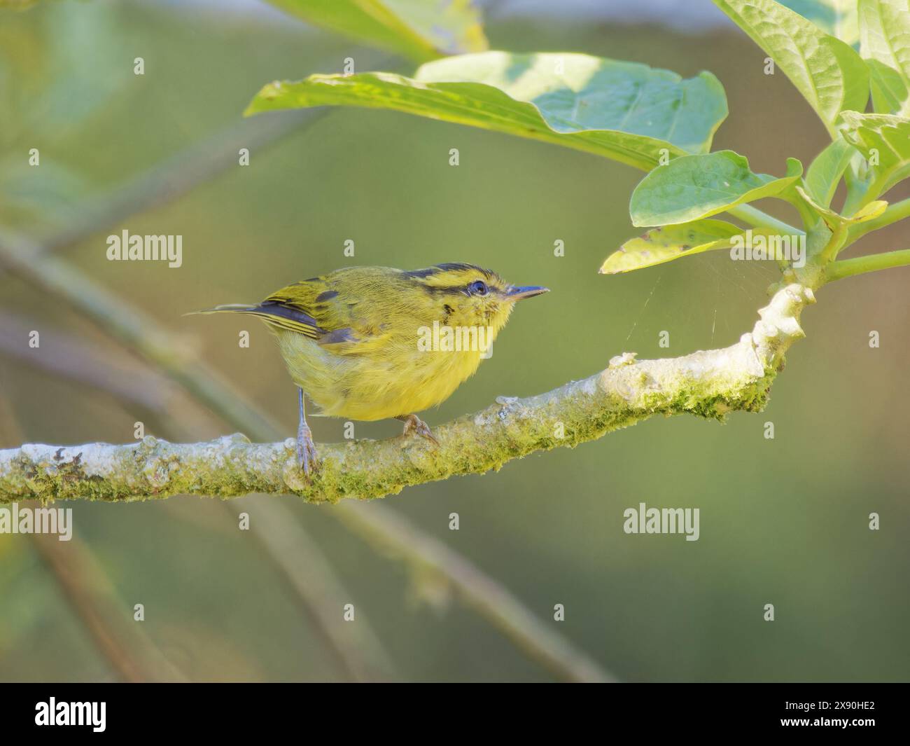 Mountain Leaf Warbler Phylloscopus trivirgatus Sabah, Malaysia, Borneo