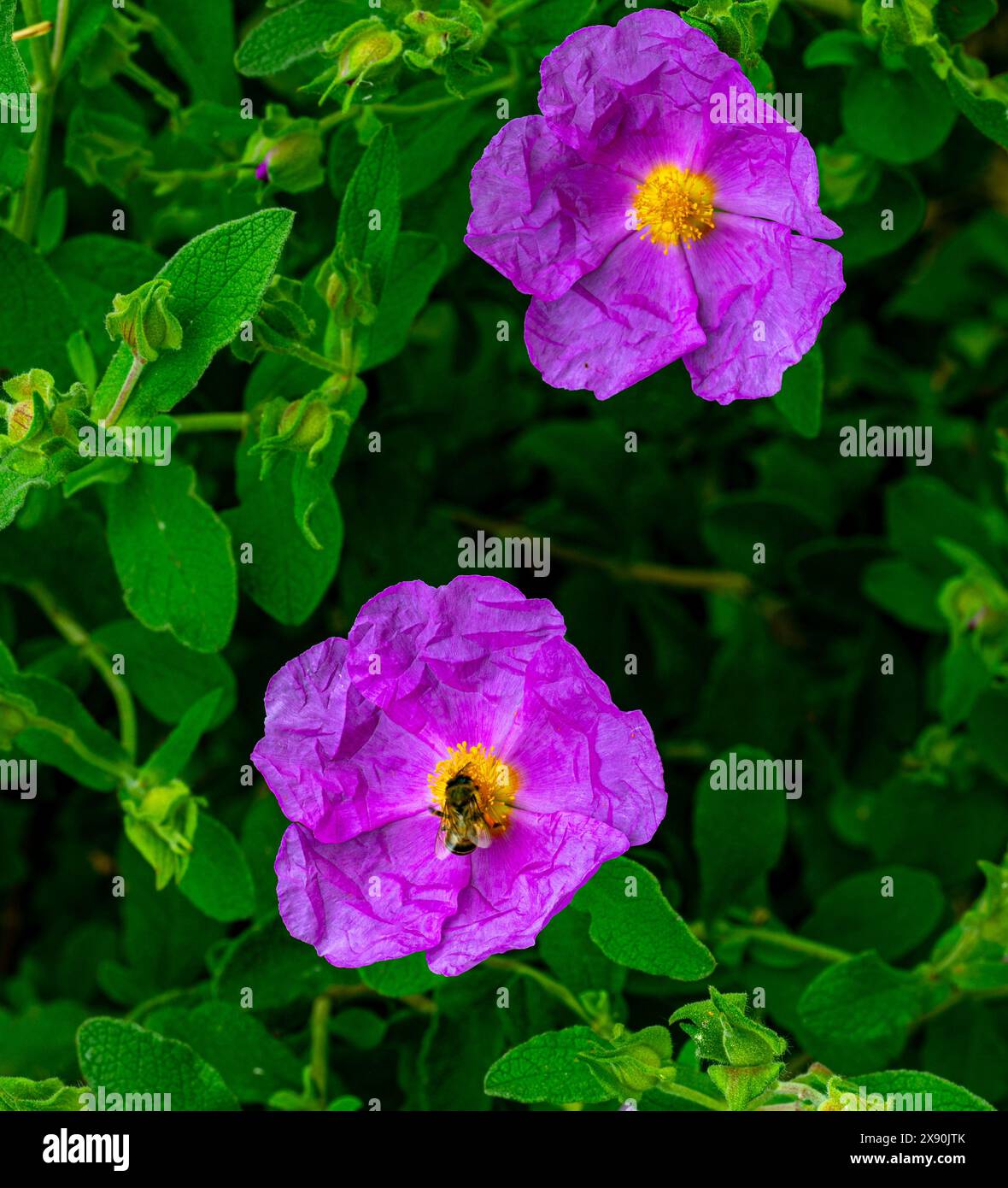 Close-up of pink flower Grey leaved Cistus, Cistus symphytifolius of family Cistaceae. It is endemic to the Canary Islands. Stock Photo