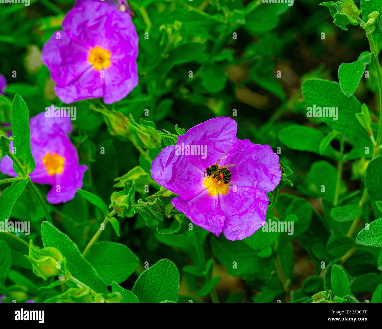 Close-up of pink flower Grey leaved Cistus, Cistus symphytifolius of family Cistaceae. It is endemic to the Canary Islands. Stock Photo