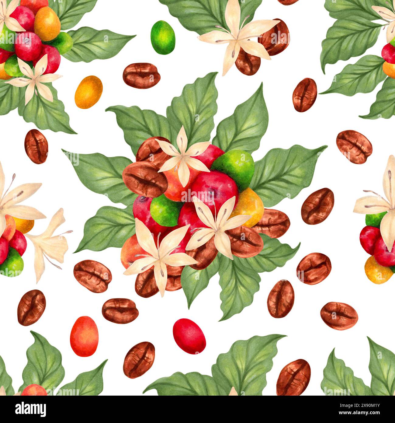 Seamless pattern of Arabica and Robusta coffee berries with beans ...