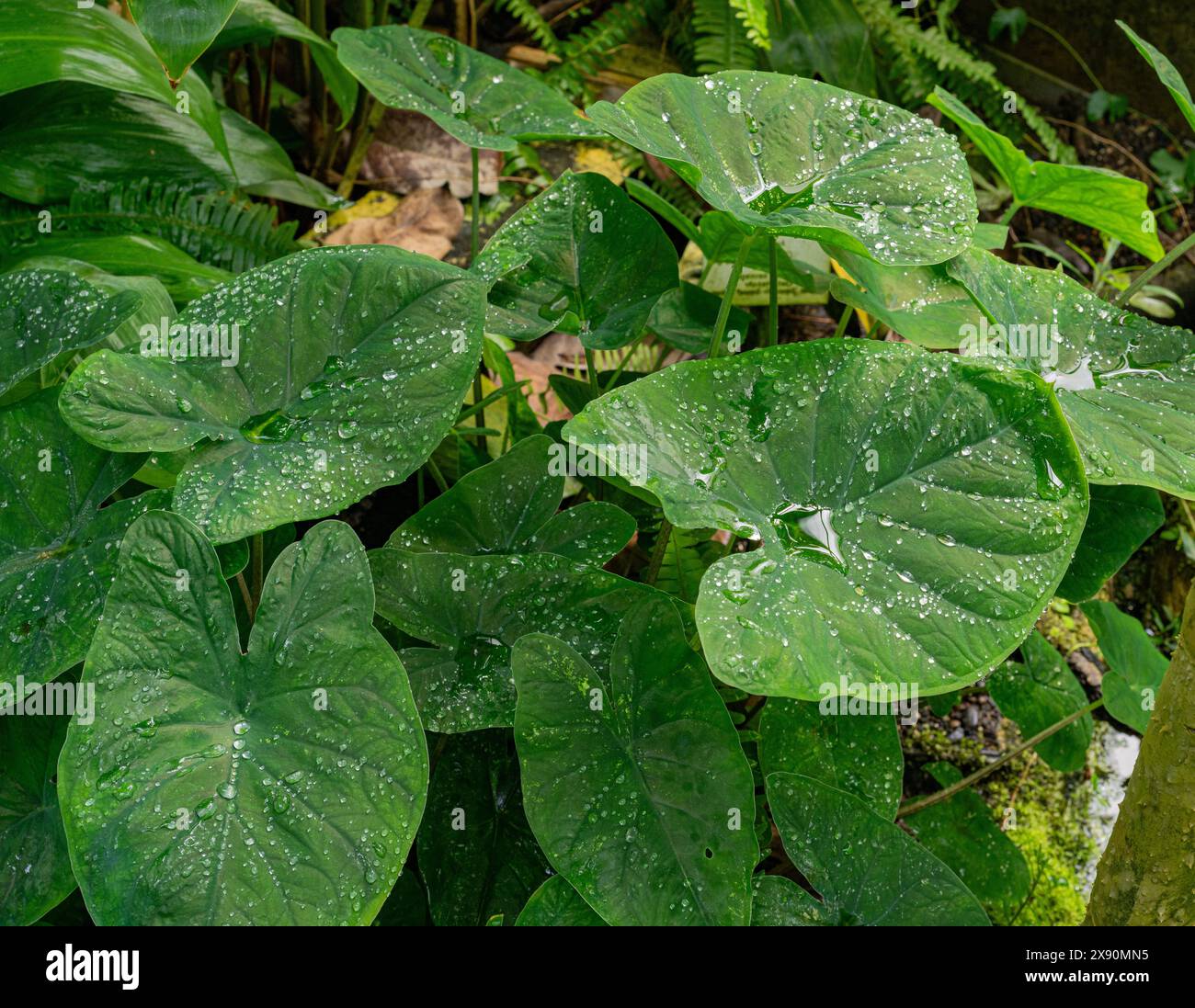 The lotus effect at Taro, coco yam, or Eddoe (Colocasia esculenta) leaves. The rainwater rolls off. Stock Photo