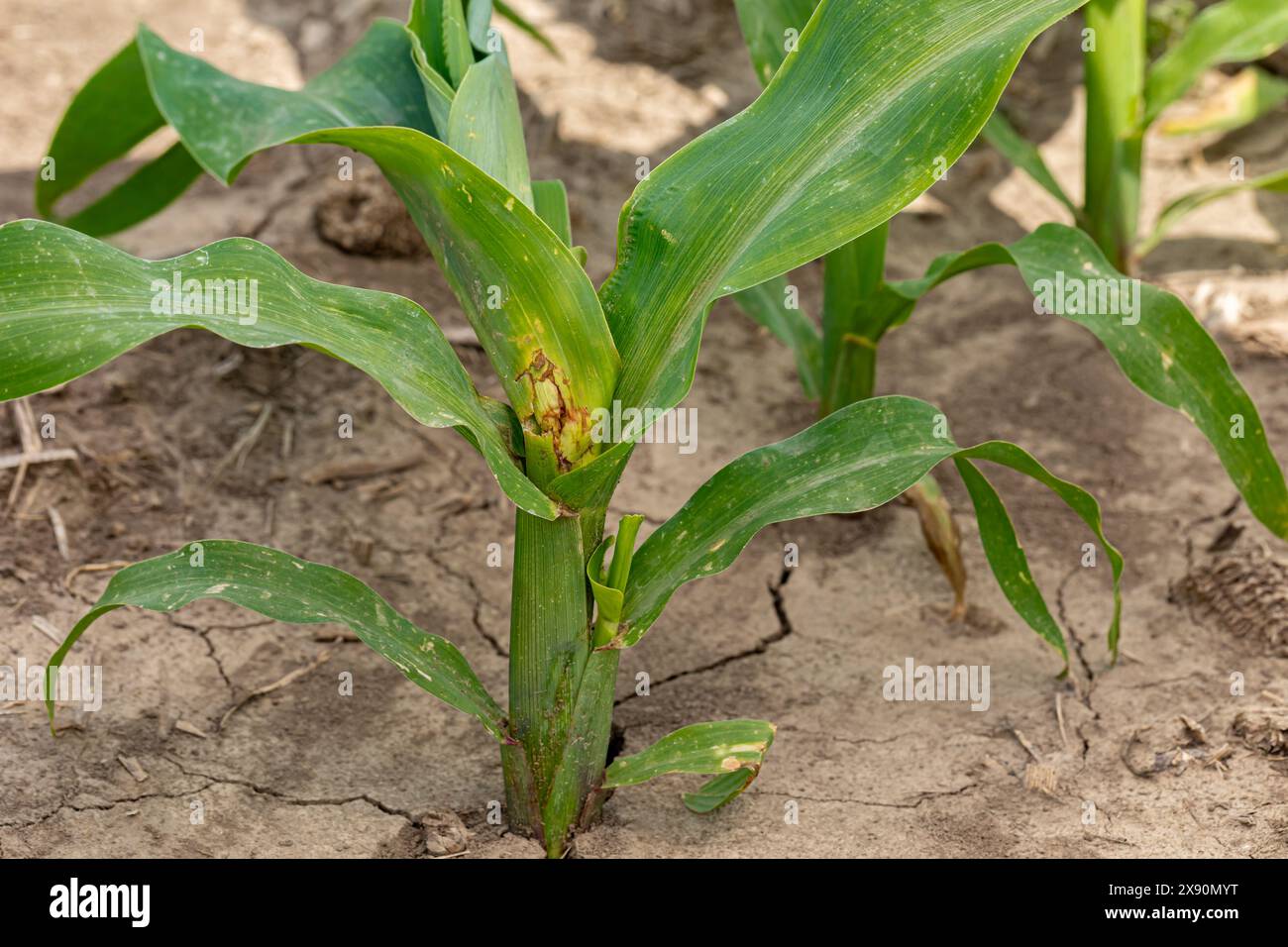 Corn plant with whorl leaf damage from wind blowing dirt and rain ...