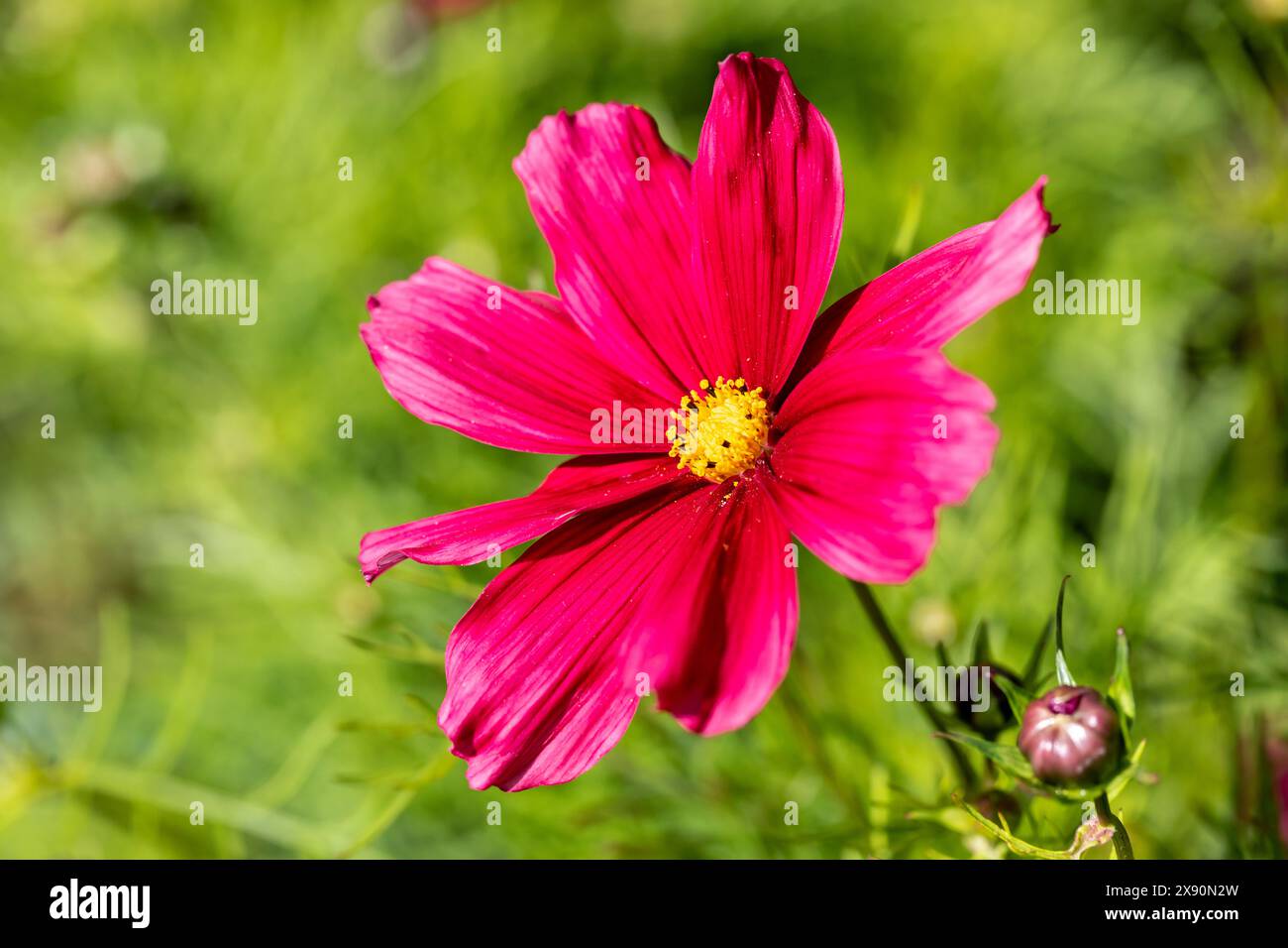 Vibrant magenta Cosmos Bipinnatus flower Stock Photo