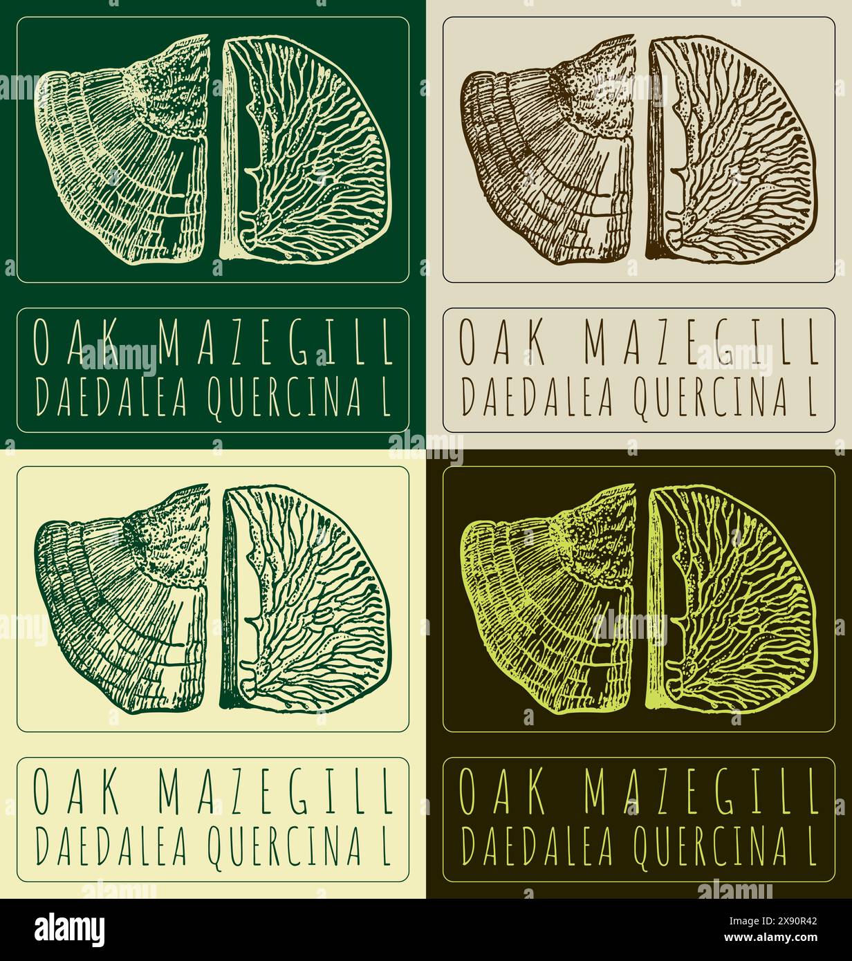 Set of vector drawing OAK MAZEGILL in various colors. Hand drawn illustration. The Latin name is DAEDALEA QUERCINA L Stock Vector