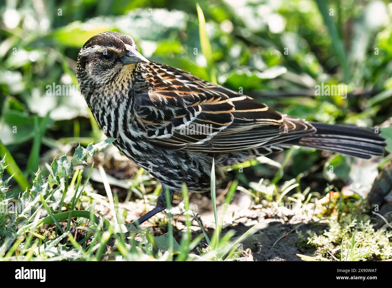 Female red-winged blackbird in scrubs and trees. Stock Photo