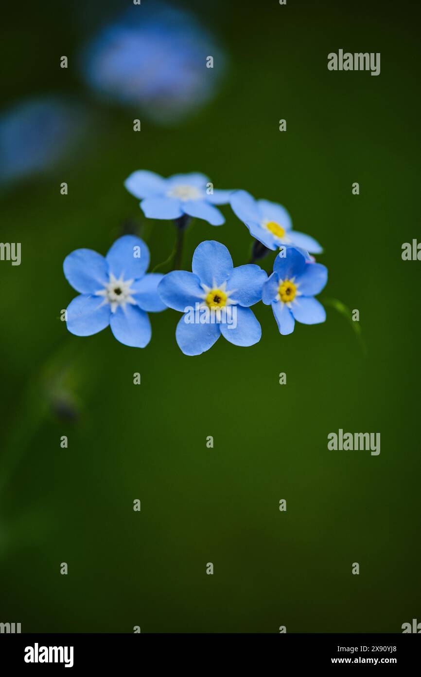 Spring wild flower hi-res stock photography and images - Alamy