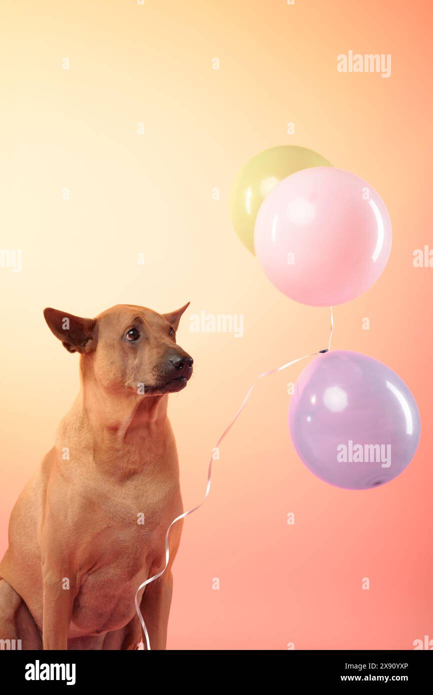 A Thai Ridgeback looks up curiously at a cluster of colorful balloons against a soft pink backdrop, creating a festive and cheerful scene Stock Photo