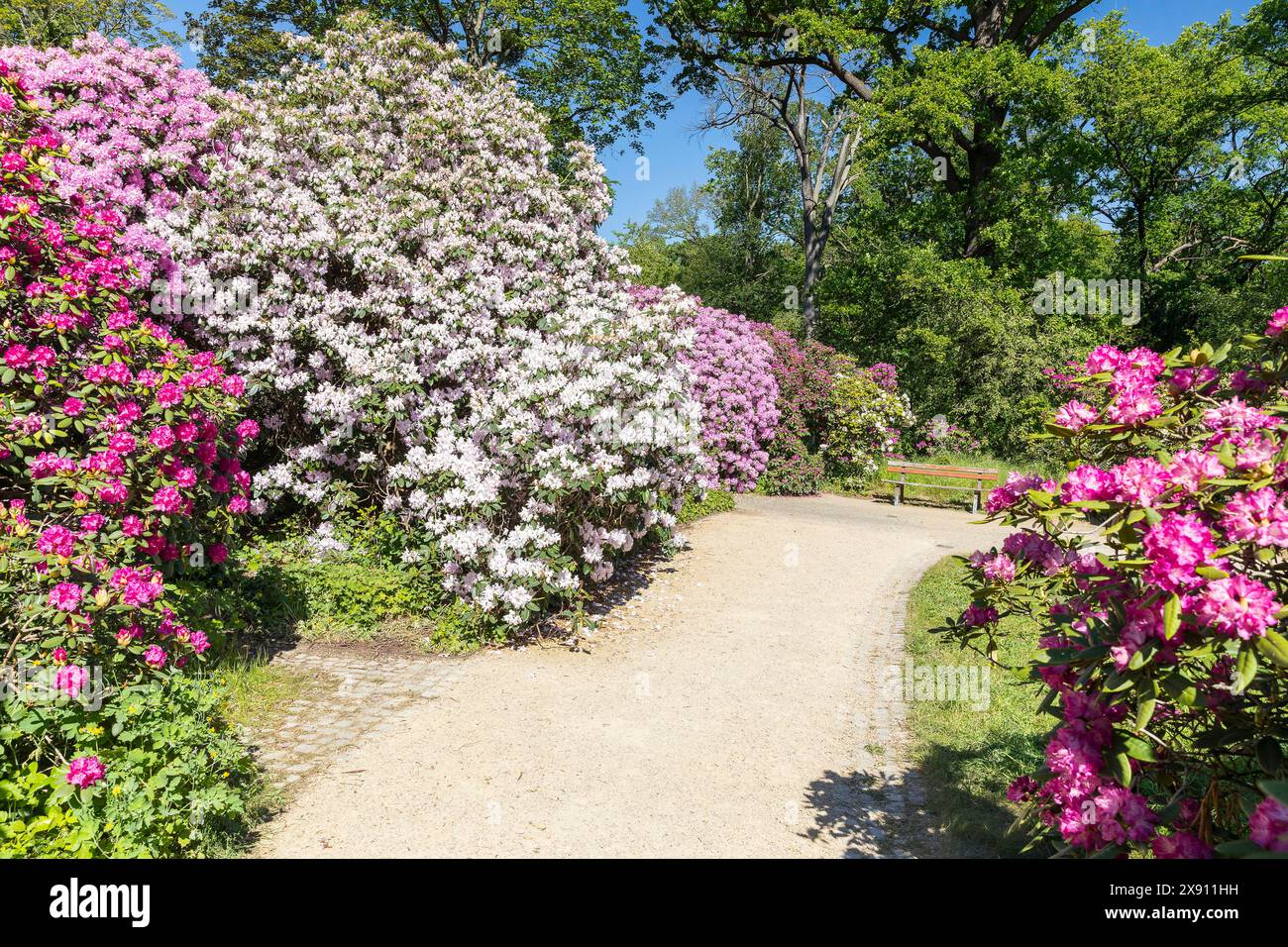 ppig und vielfarbig blhen die groen Strucher vom Rhododendron im  Rhododendronpark Wachwitz, Dresden, Sachsen, Deutschland *** The large  rhododendr Stock Photo - Alamy