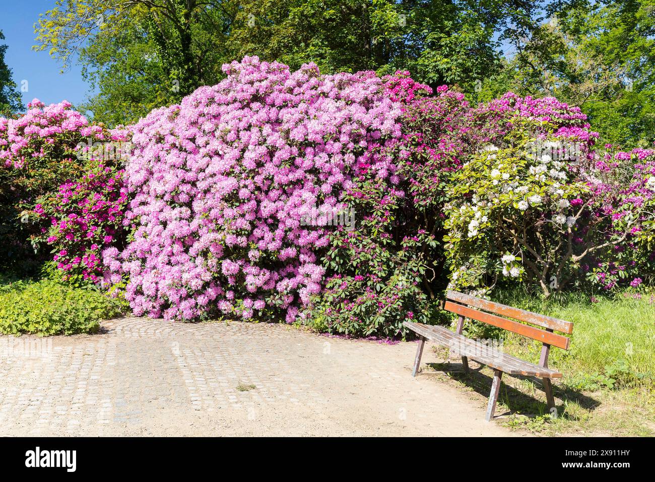 ppig und vielfarbig blhen die groen Strucher vom Rhododendron im  Rhododendronpark Wachwitz, Dresden, Sachsen, Deutschland *** The large  rhododendr Stock Photo - Alamy