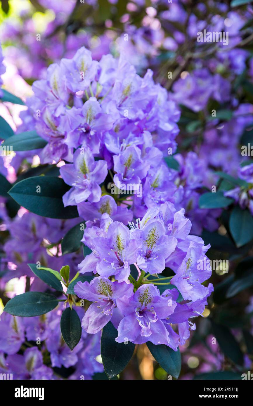 blaue Blüten vom Rhododendron im Rhododendronpark Wachwitz, Dresden