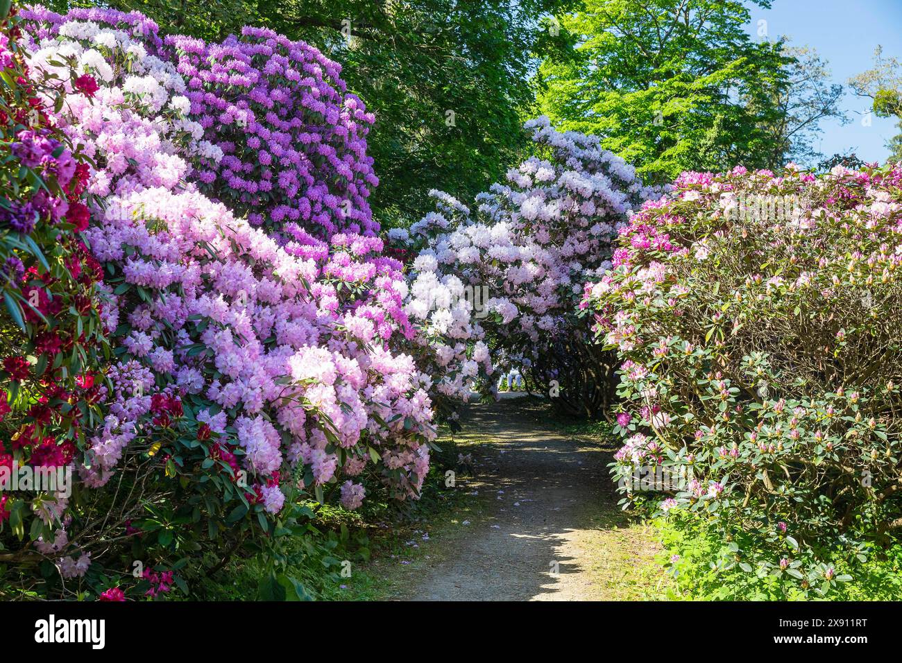 rhododendron senker Landmark Rhododendron, 2-Gallon main image 1