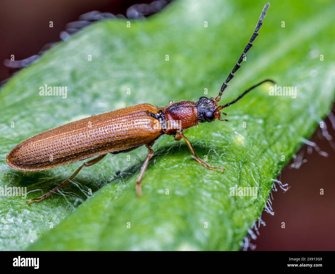 Wharf Insect Insect green beetle armour hi-res stock photography and images - Alamy