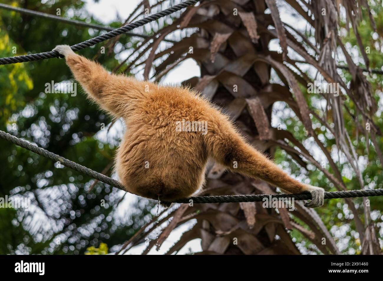 The lar gibbon (Hylobates lar), white-handed gibbon, endangered primate in the family Hylobatidae. Stock Photo