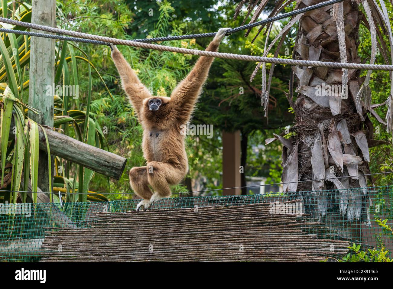 The lar gibbon (Hylobates lar), white-handed gibbon, endangered primate in the family Hylobatidae. Stock Photo