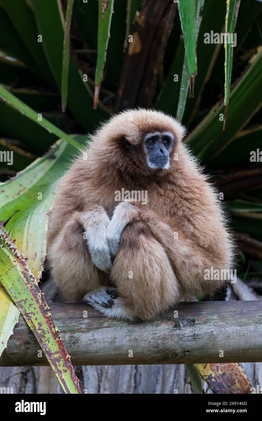 The lar gibbon (Hylobates lar), white-handed gibbon, endangered primate in the family Hylobatidae. Stock Photo