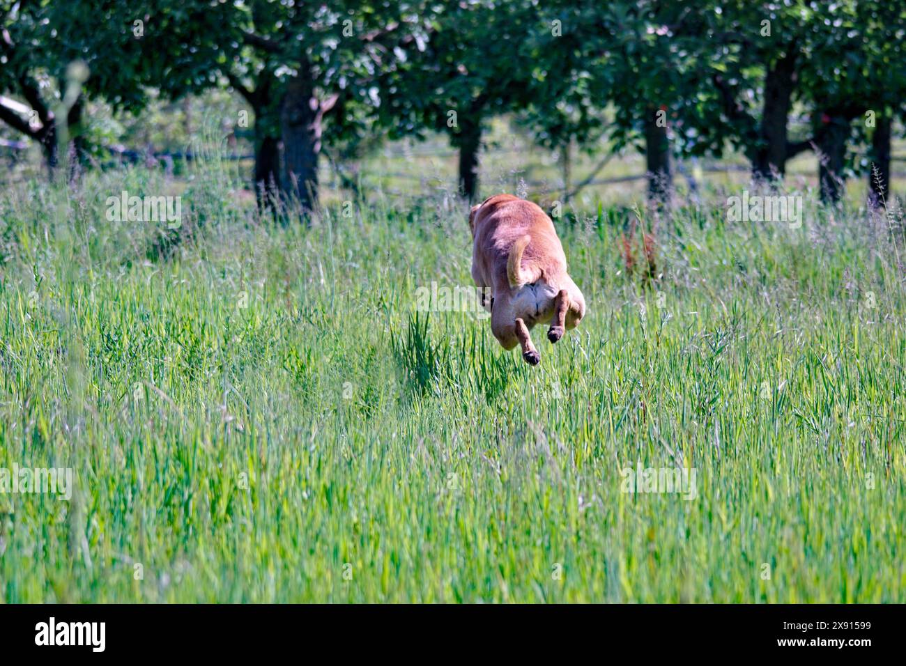 Mix of Amstaff dog jumping in the grass background. Stock Photo