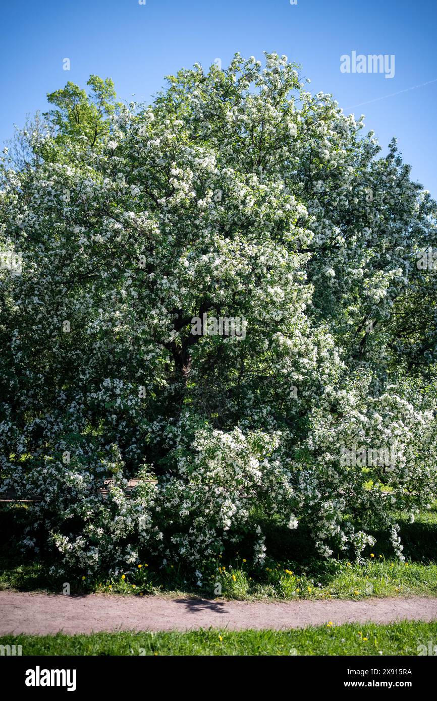 White flowering apple tree, soft focus. Spring time, season in nature.  Stock Photo