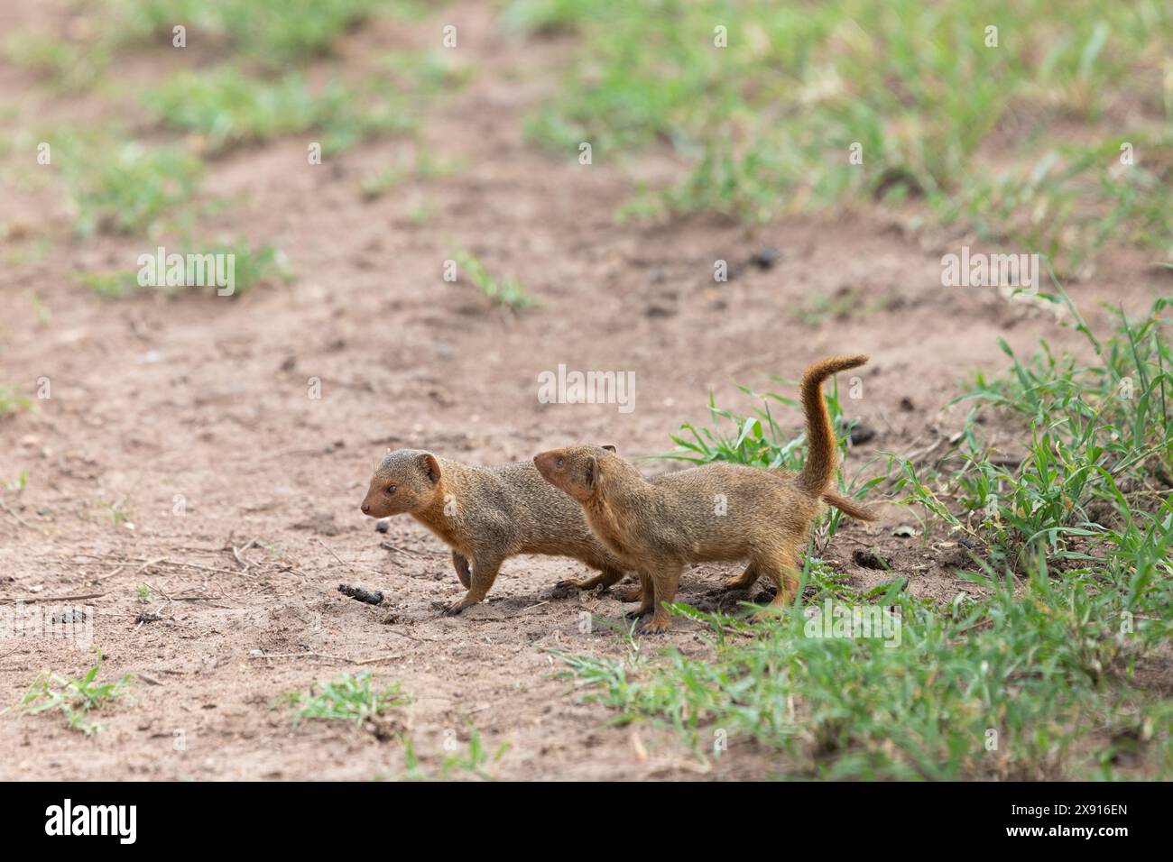 Playful Mongoose Pairs: Serengeti's Charm Stock Photo
