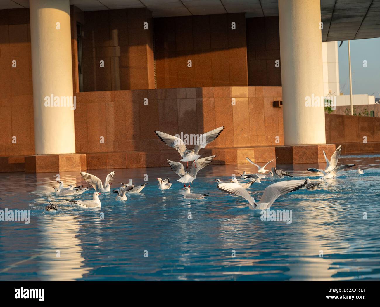Birds enjoying the cool swimming pool Stock Photo - Alamy