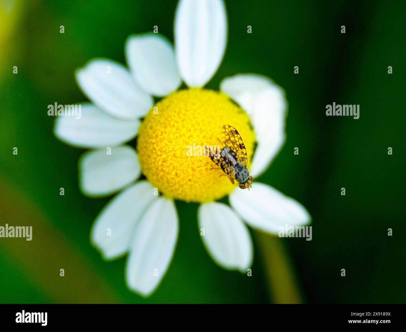 insect fly, on a chamomile flower close up Stock Photo - Alamy