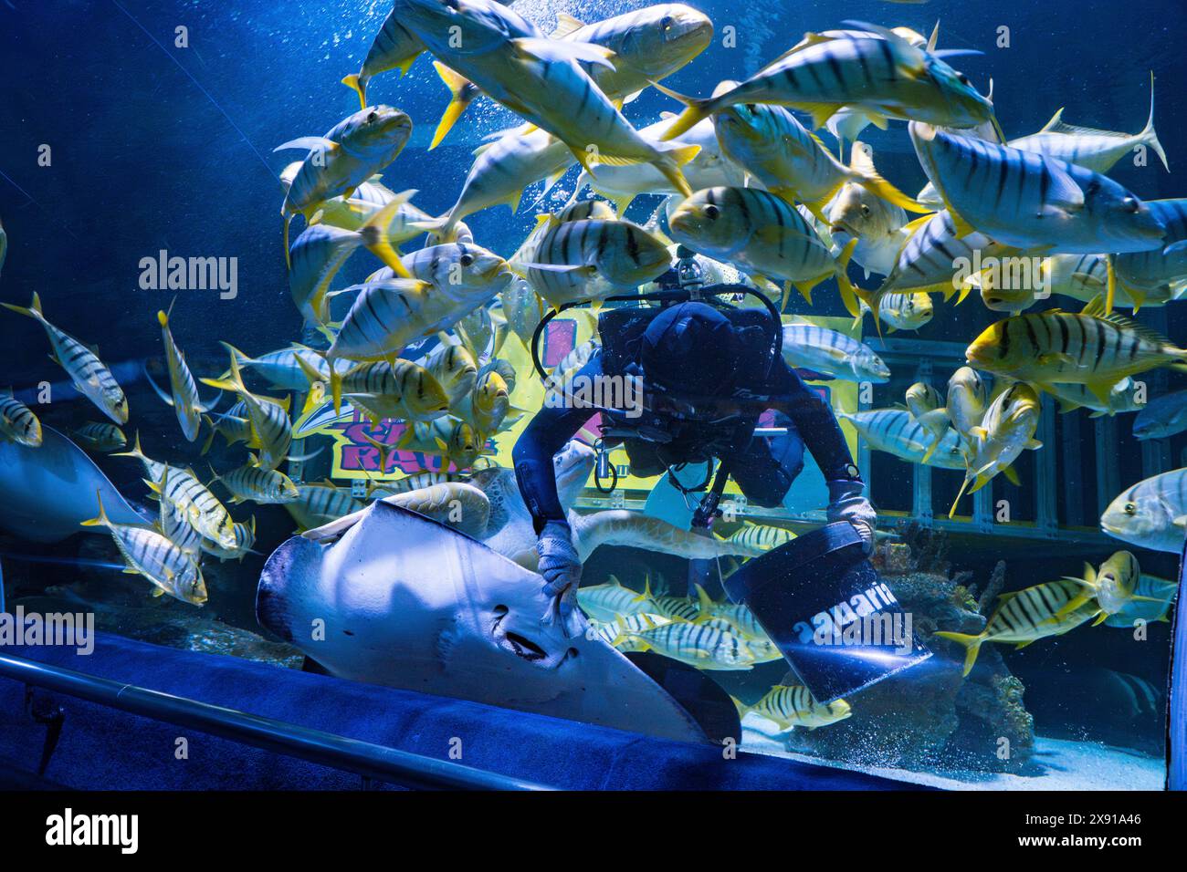 Kuala Lumpur, Malaysia May 7, 2024 A diver feeding tortoise, fishes
