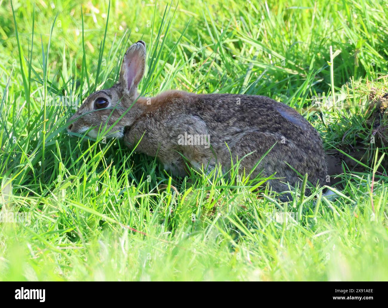 A Wild Rabbit (Oryctolagus cuniculus) in the Cotswold Hills Gloucestershire UK Stock Photo