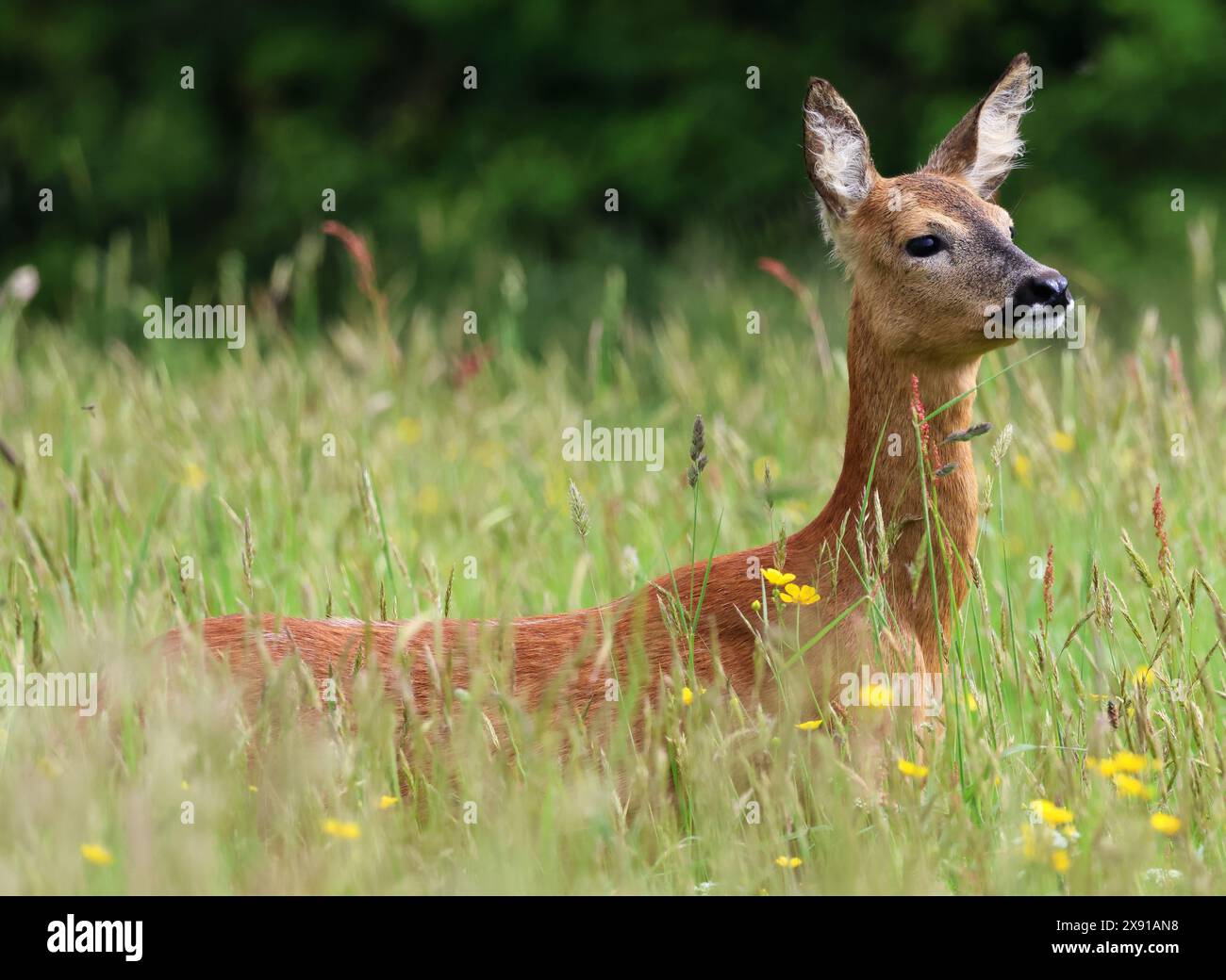 A Roe Deer Doe (Capreolus capreolus) in the Cotswold Hills during the Spring time Stock Photo