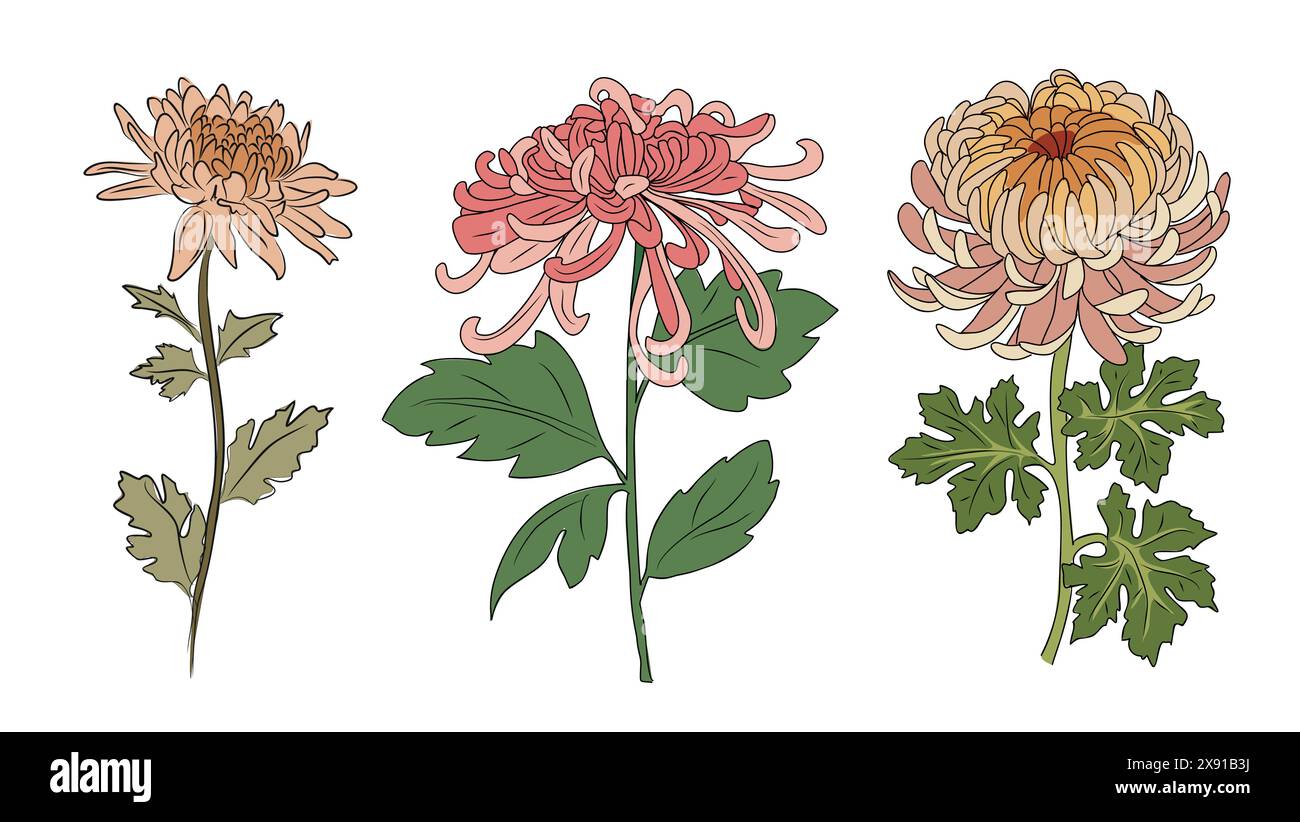 Chrysanthemum flower vector colored hand drawn art Stock Vector Image ...