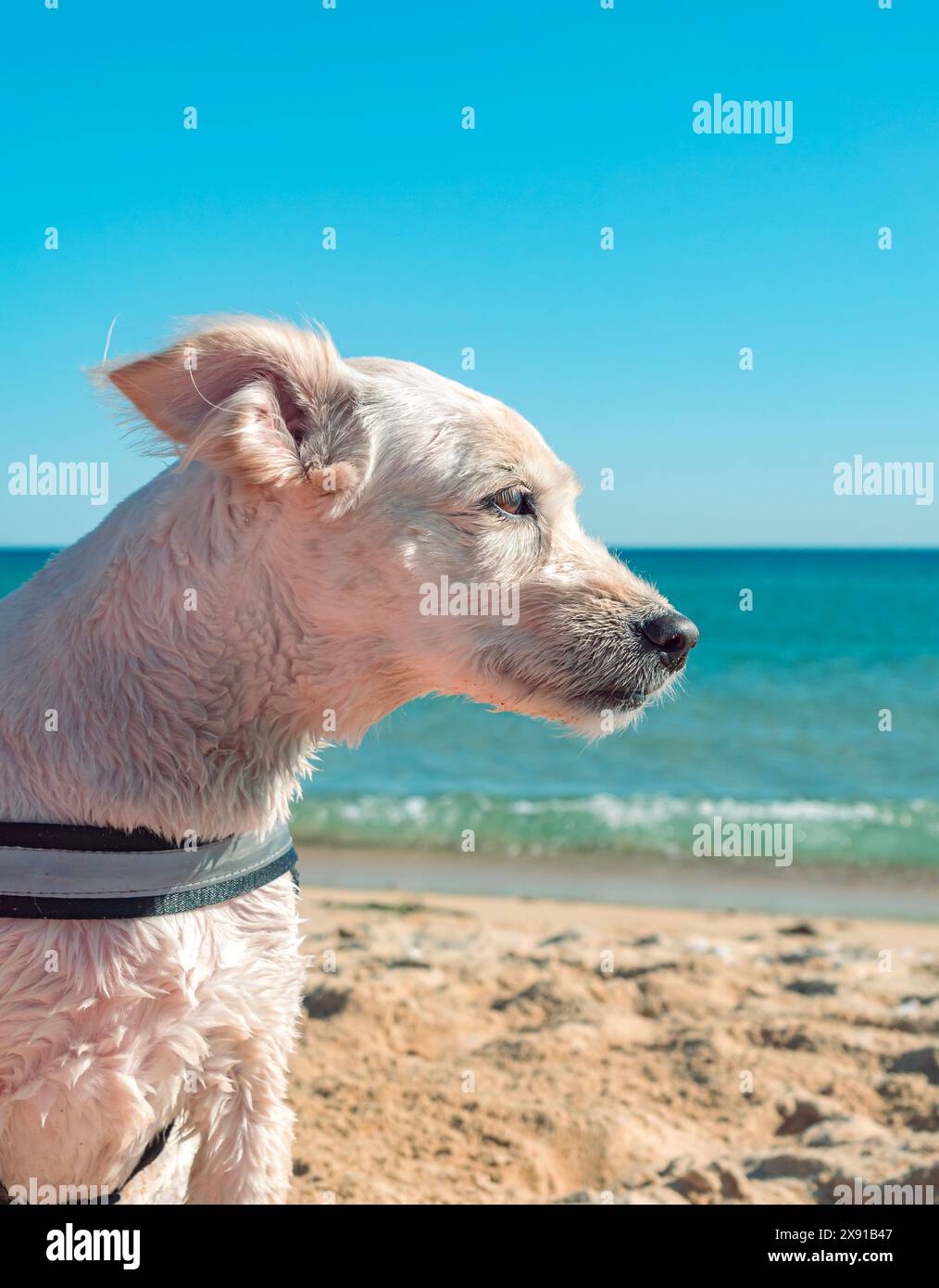 Small white dog relaxing on sandy beach on a sunny day Stock Photo