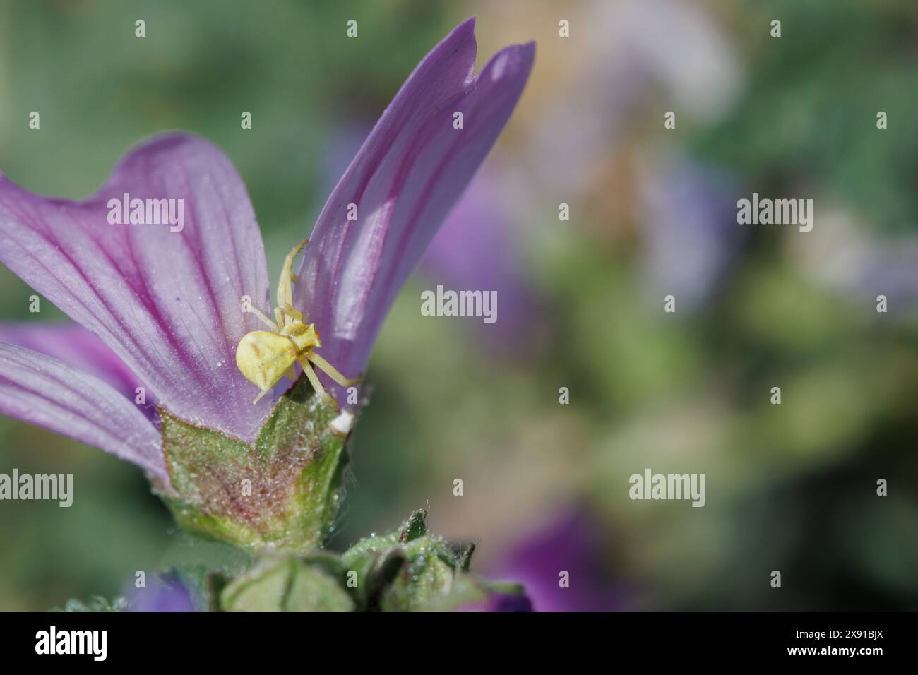 Crab spider Thomisus onustus on Malva sylvestris petal, Alcoy, Spain Stock Photo