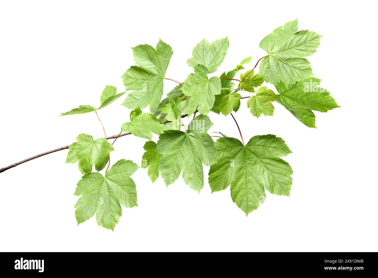 Branch of maple tree with young fresh green leaves isolated on white ...