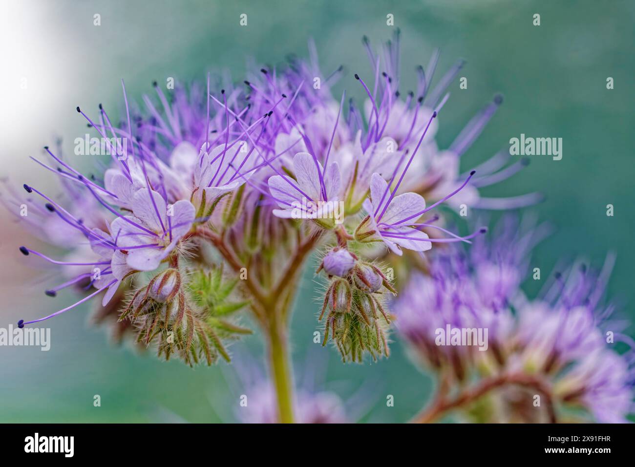 Macro photograph of a purple flower with delicate stamens and blurred ...