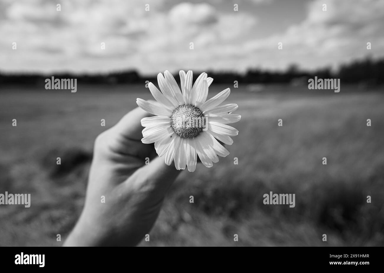 Person in a flower field Black and White Stock Photos & Images - Alamy