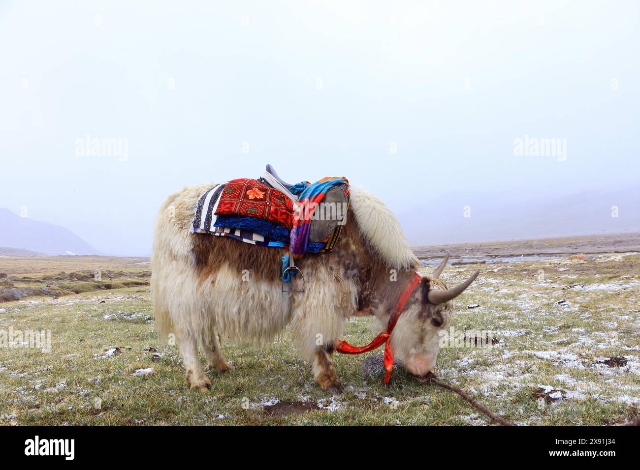 Rare white yak with Himalaya mountain range at the background Stock Photo