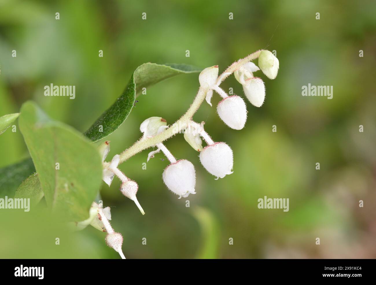 Shallon gaultheria shallon hi-res stock photography and images - Alamy