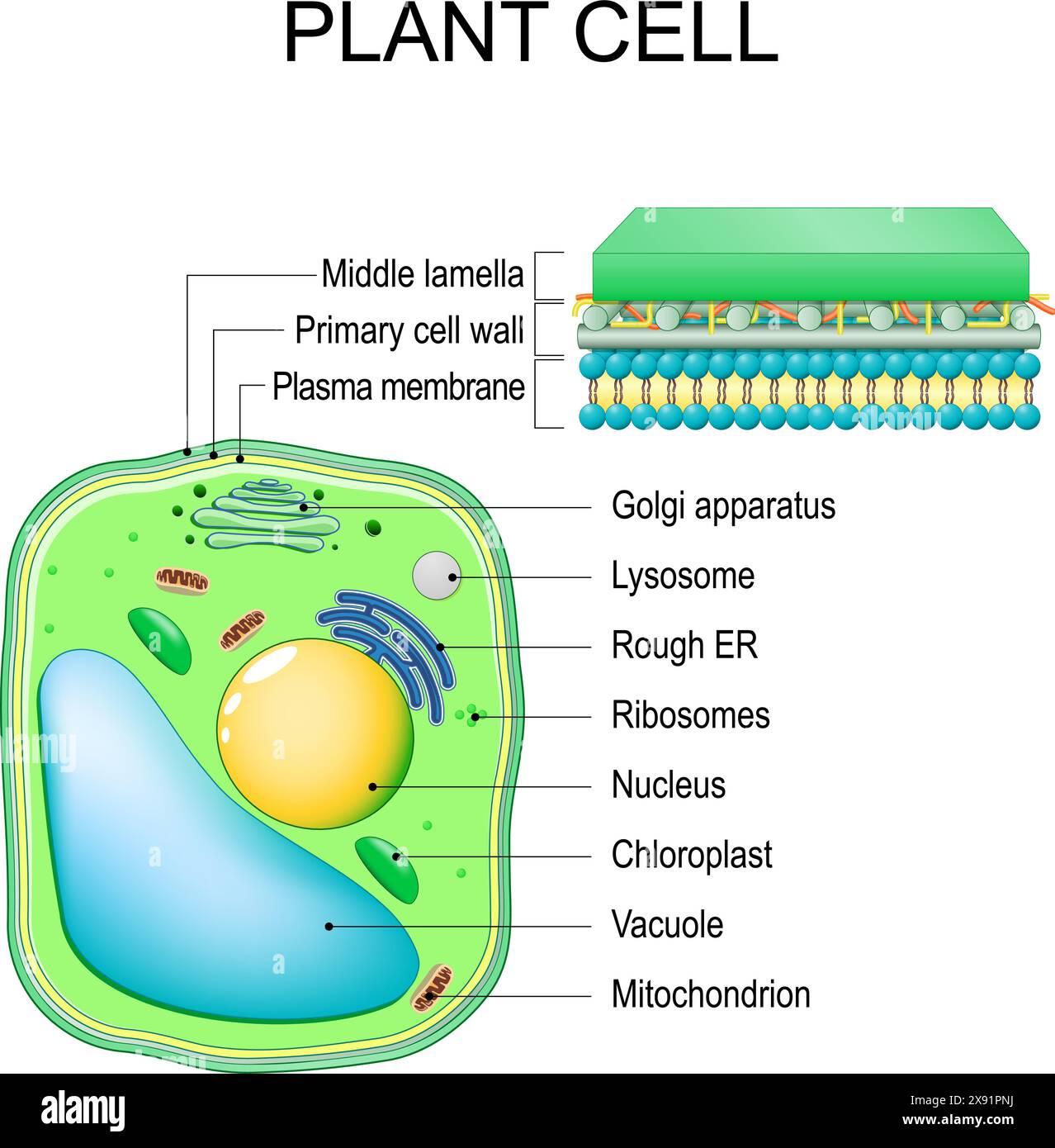 Plant cell. Structure and Anatomy. Close-up of layers of a cell wall. Vector illustration Stock Vector