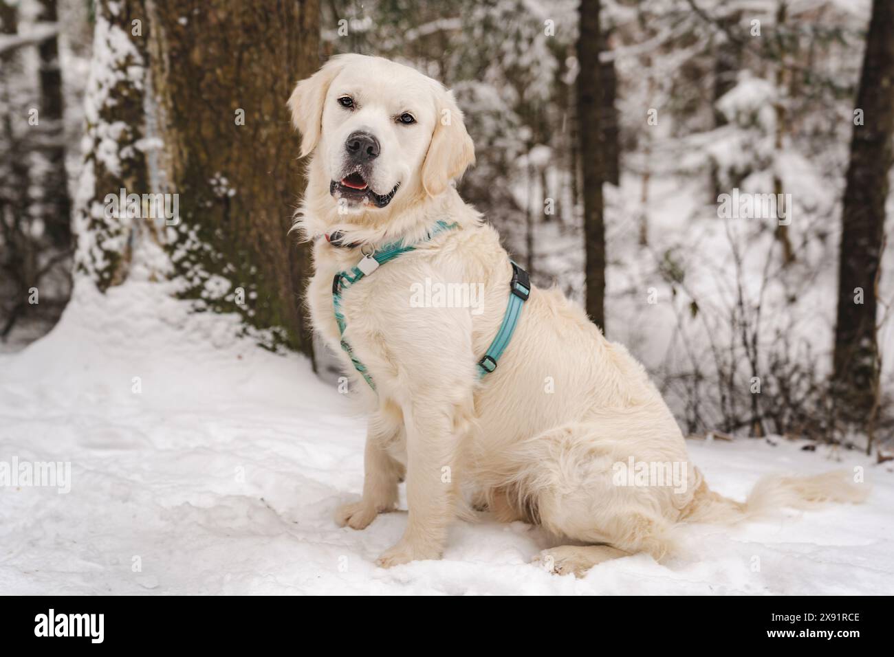 white labrador retriever dog on winter season Stock Photo