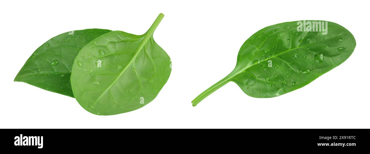 Baby spinach leaves isolated on white background Stock Photo - Alamy